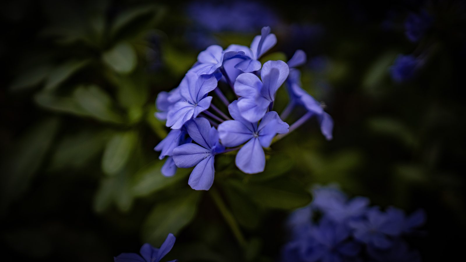 Still from the personal project Poems in Picture
