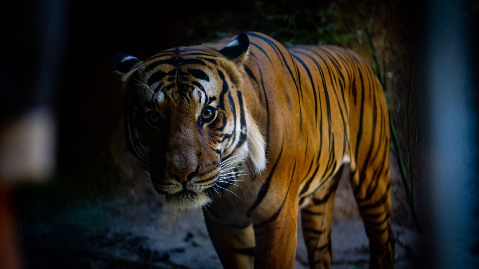 Wildlife photograph of a tiger